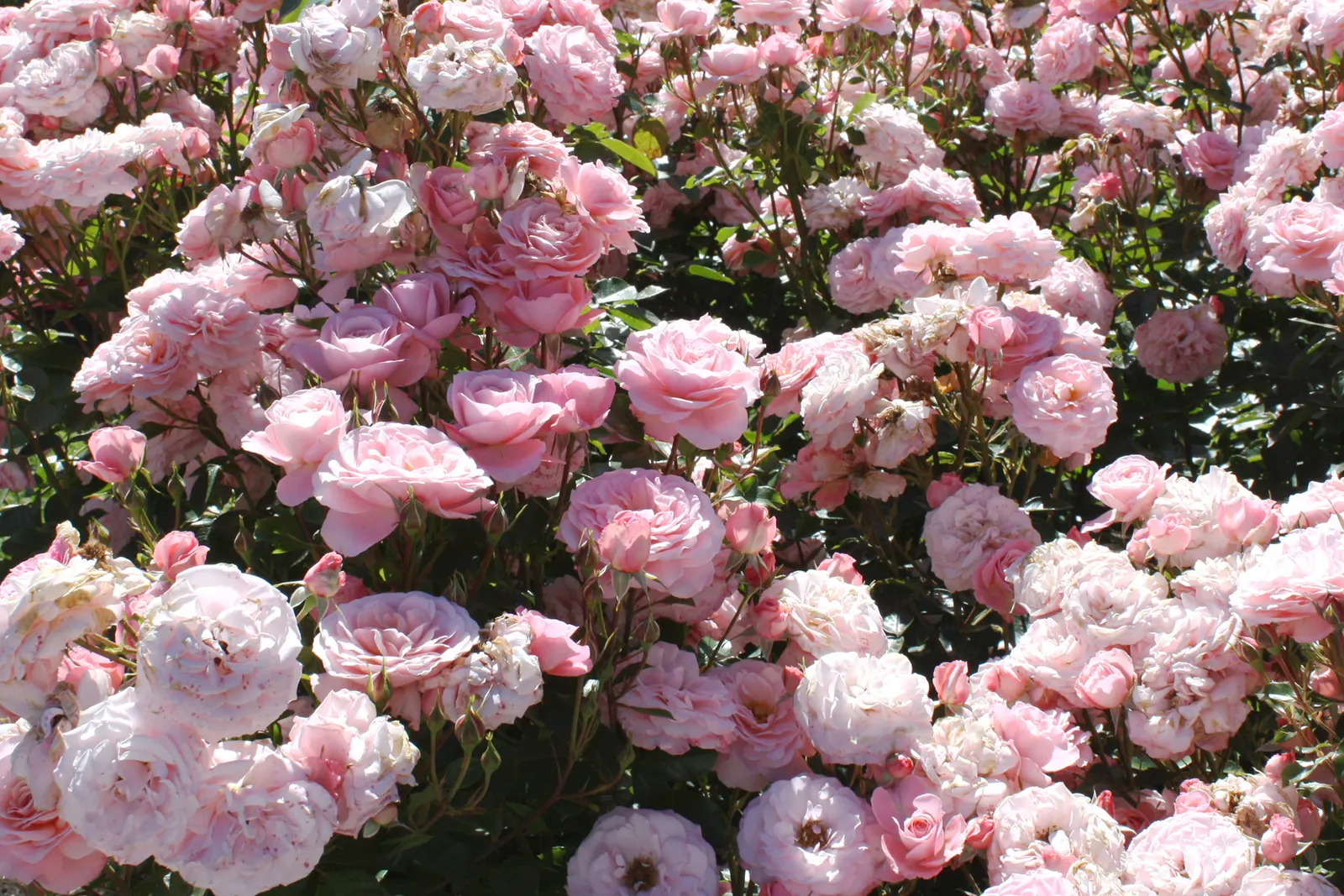 Sexy Rexy Rose (Rosa 'Sexy Rexy') — The Rosa 'Sexy Rexy' is a floribunda rose known for its abundant clusters of medium pink, cup-shaped blooms