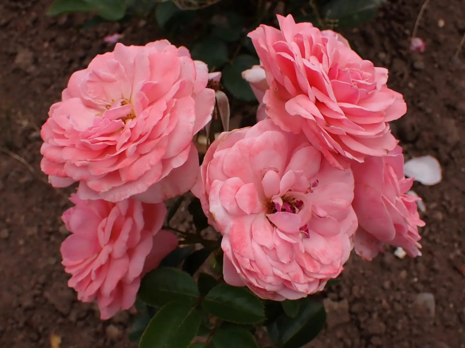 Sexy Rexy Rose (Rosa 'Sexy Rexy') — This repeat bloomer offers a long flowering season from late spring to frost