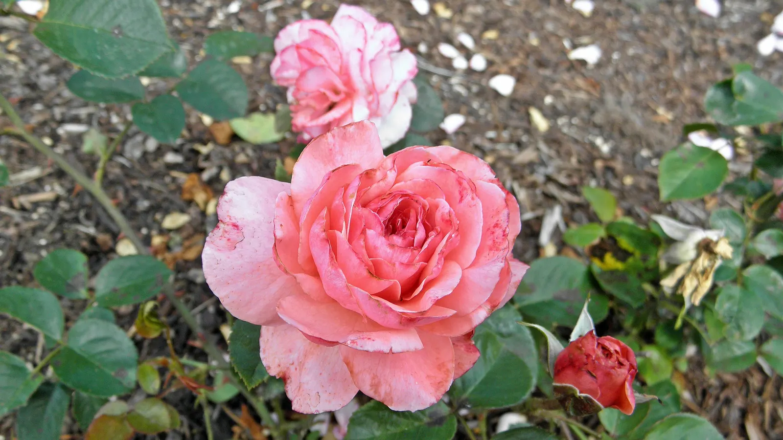Sexy Rexy Rose (Rosa 'Sexy Rexy') — Sexy Rexy presents a compact