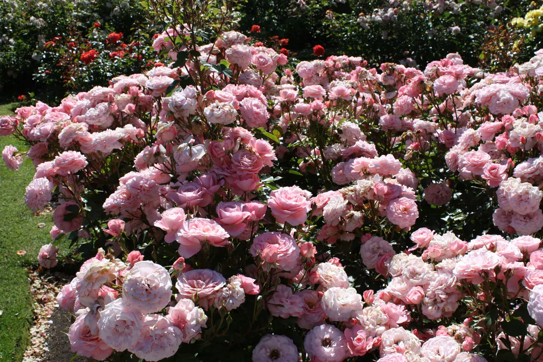 Sexy Rexy Rose (Rosa 'Sexy Rexy') — Ideal for borders or mass plantings, it grows to about 2-3 feet tall and wide with a compact habit
