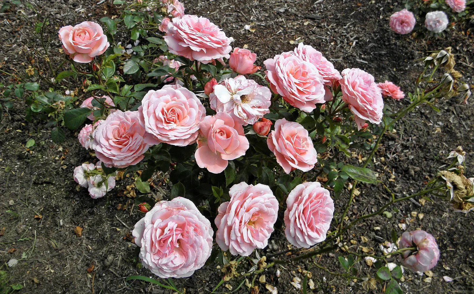 Sexy Rexy Rose (Rosa 'Sexy Rexy') — cotton candy hue and possess a light
