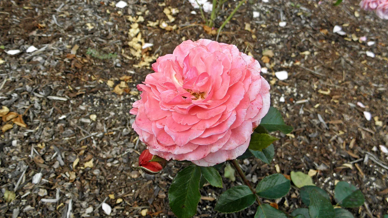 Sexy Rexy Rose (Rosa 'Sexy Rexy') — each comprising 25 to 30 delicate petals that unfurl to reveal a classic cupped shape