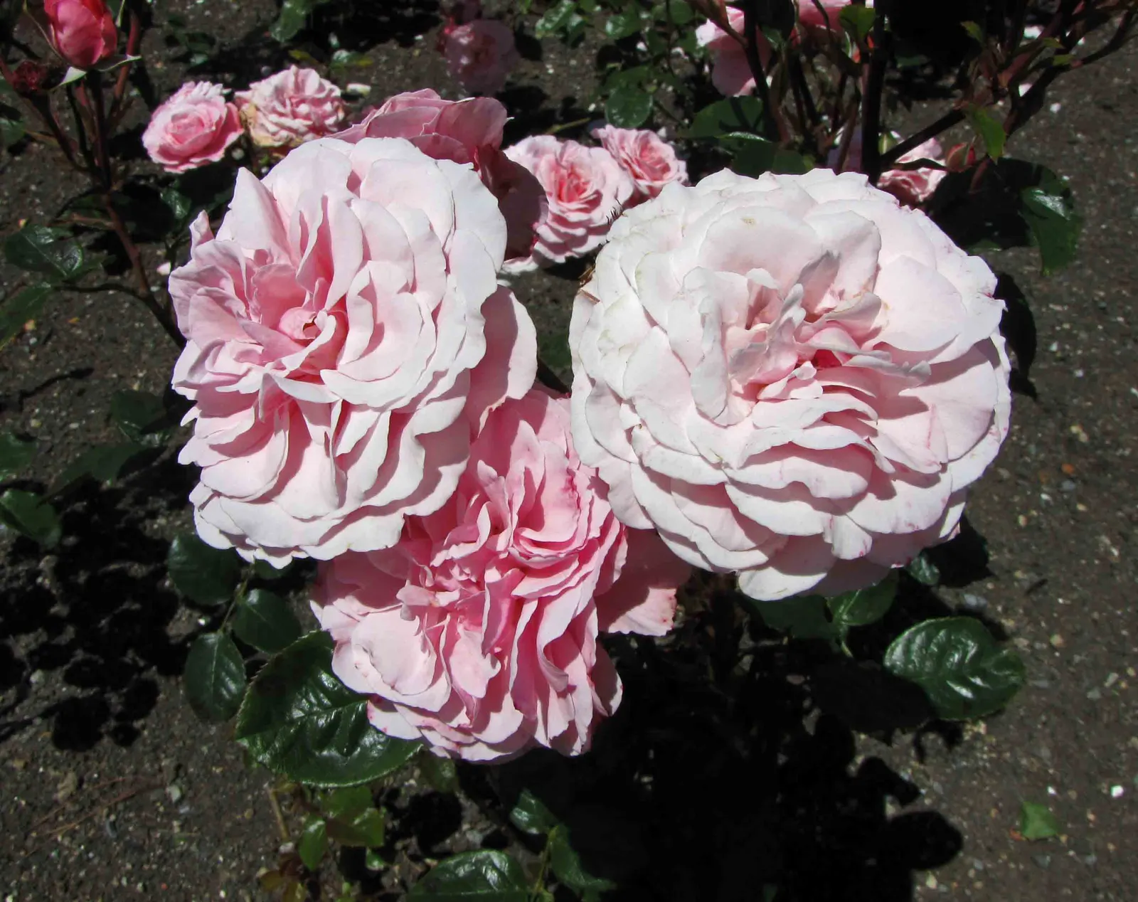 Sexy Rexy Rose (Rosa 'Sexy Rexy') — or as a floriferous accent in mixed perennial plantings