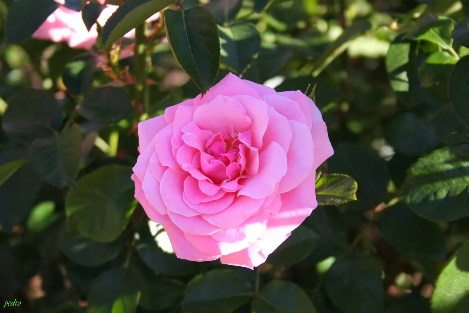 Sexy Rexy Rose (Rosa 'Sexy Rexy') — commonly referred to as the Sexy Rexy Rose