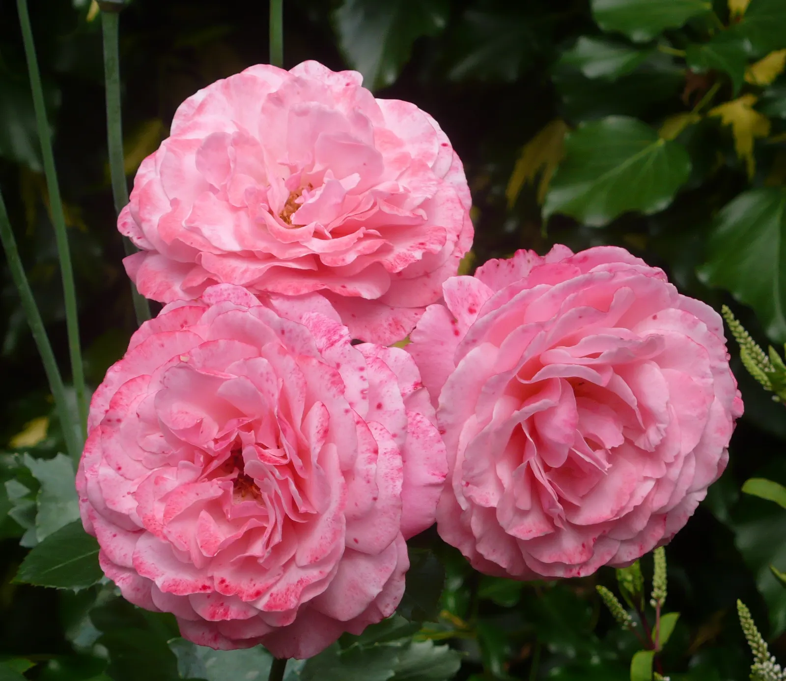 Sexy Rexy Rose (Rosa 'Sexy Rexy') — This rose cultivar exhibits clusters of medium-sized