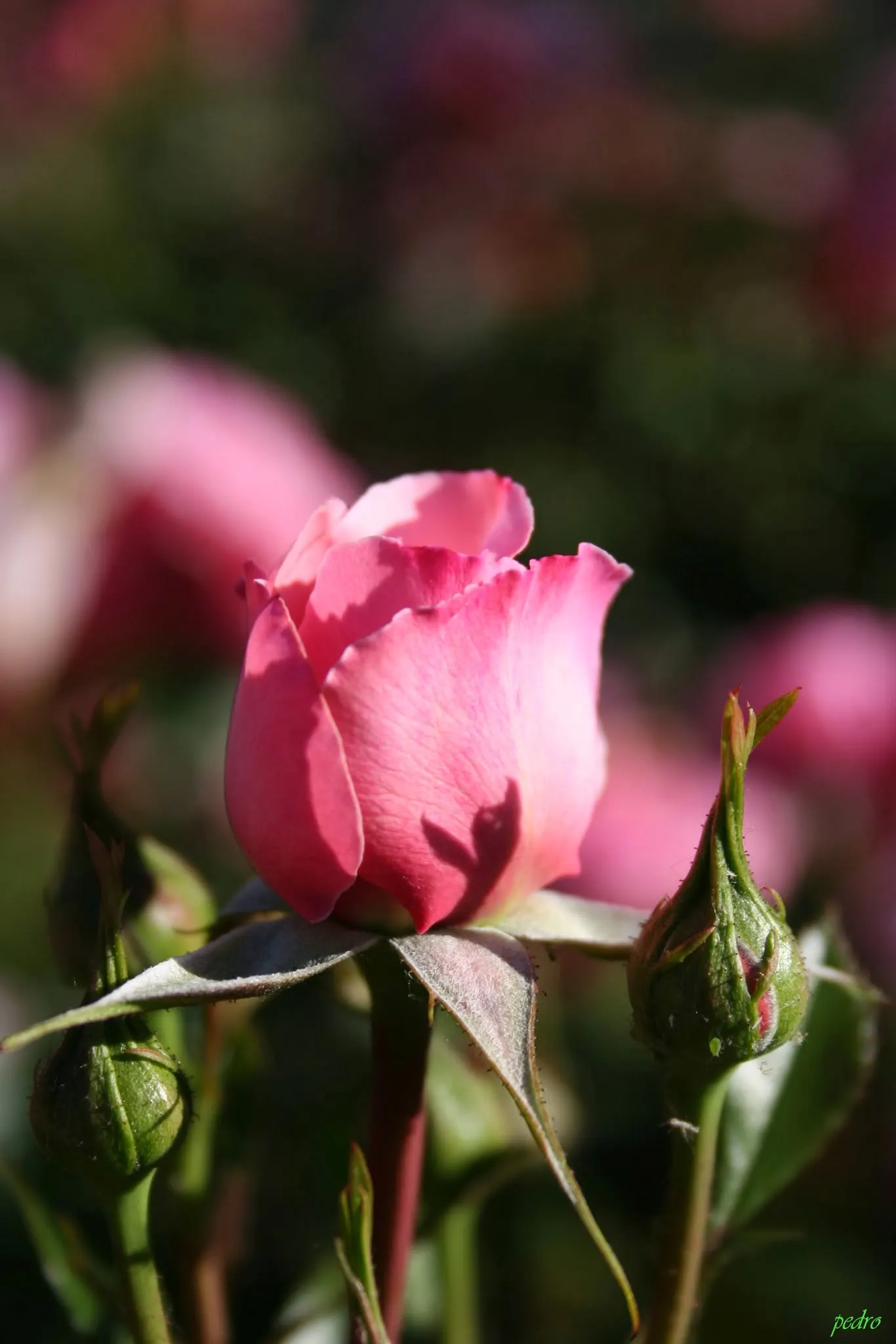 Sexy Rexy Rose (Rosa 'Sexy Rexy') — is a captivating floribunda variety known for its alluring charm and bountiful blooms