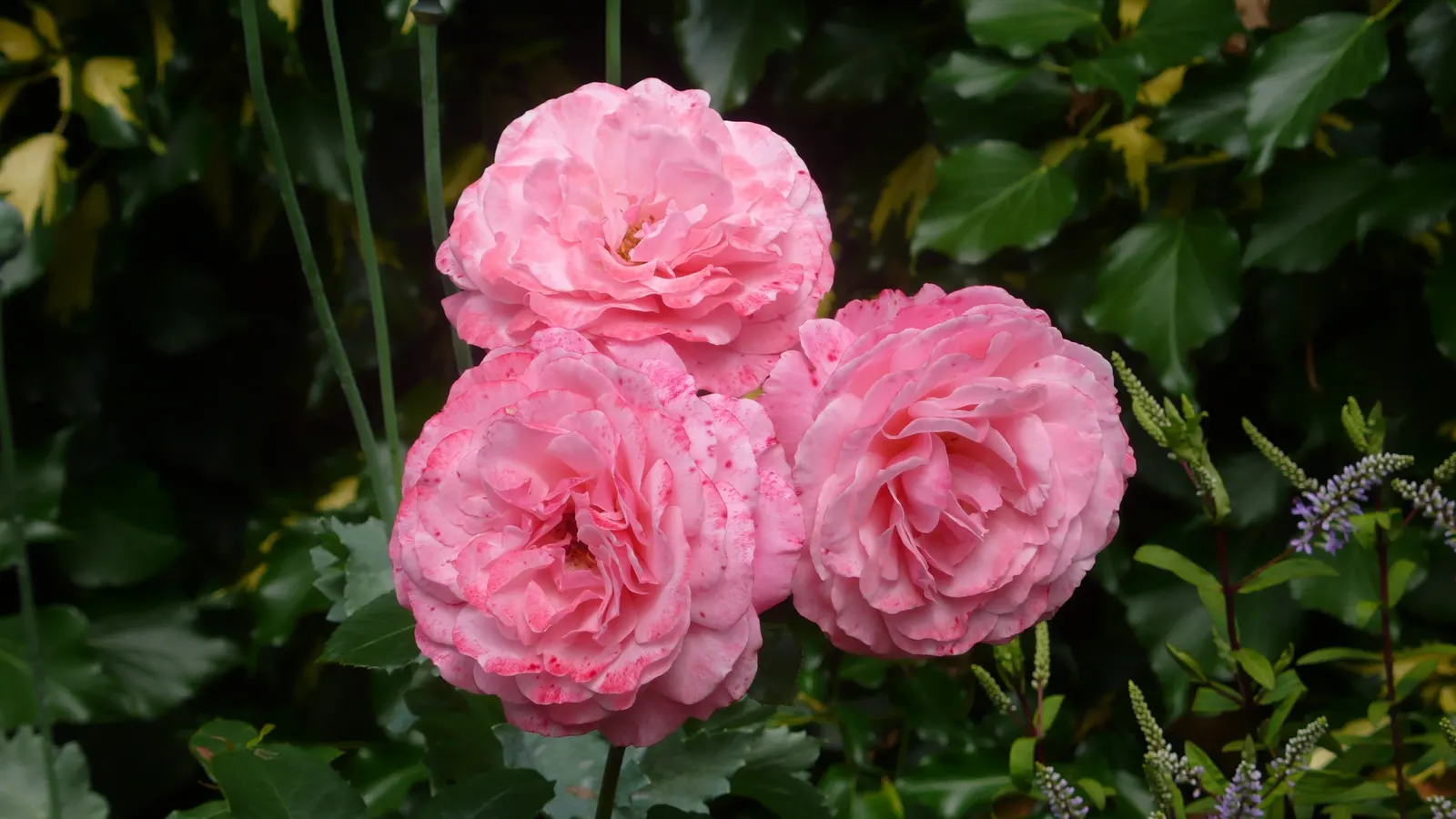 Sexy Rexy Rose (Rosa 'Sexy Rexy') — Disease resistance is moderate, requiring regular maintenance