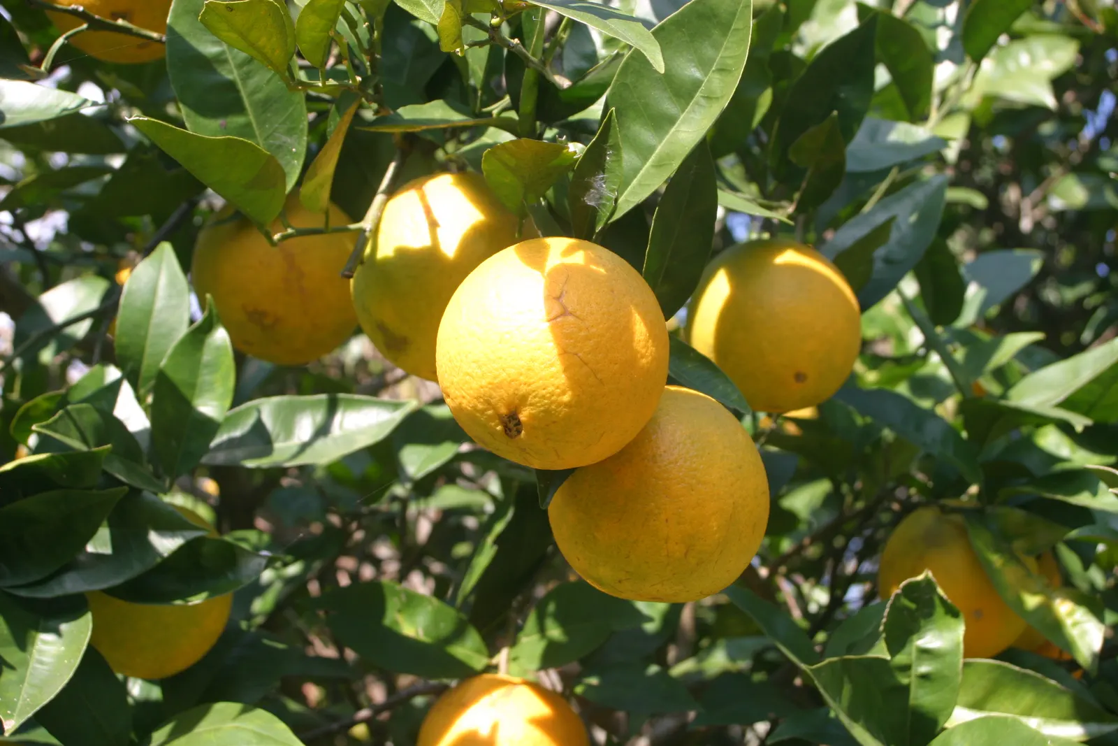 Gold Nugget Mandarin Orange (Citrus Reticulata 'Blanco') — Maturing to approximately 12-15 feet tall with a similar spread, it thrives in full sun and