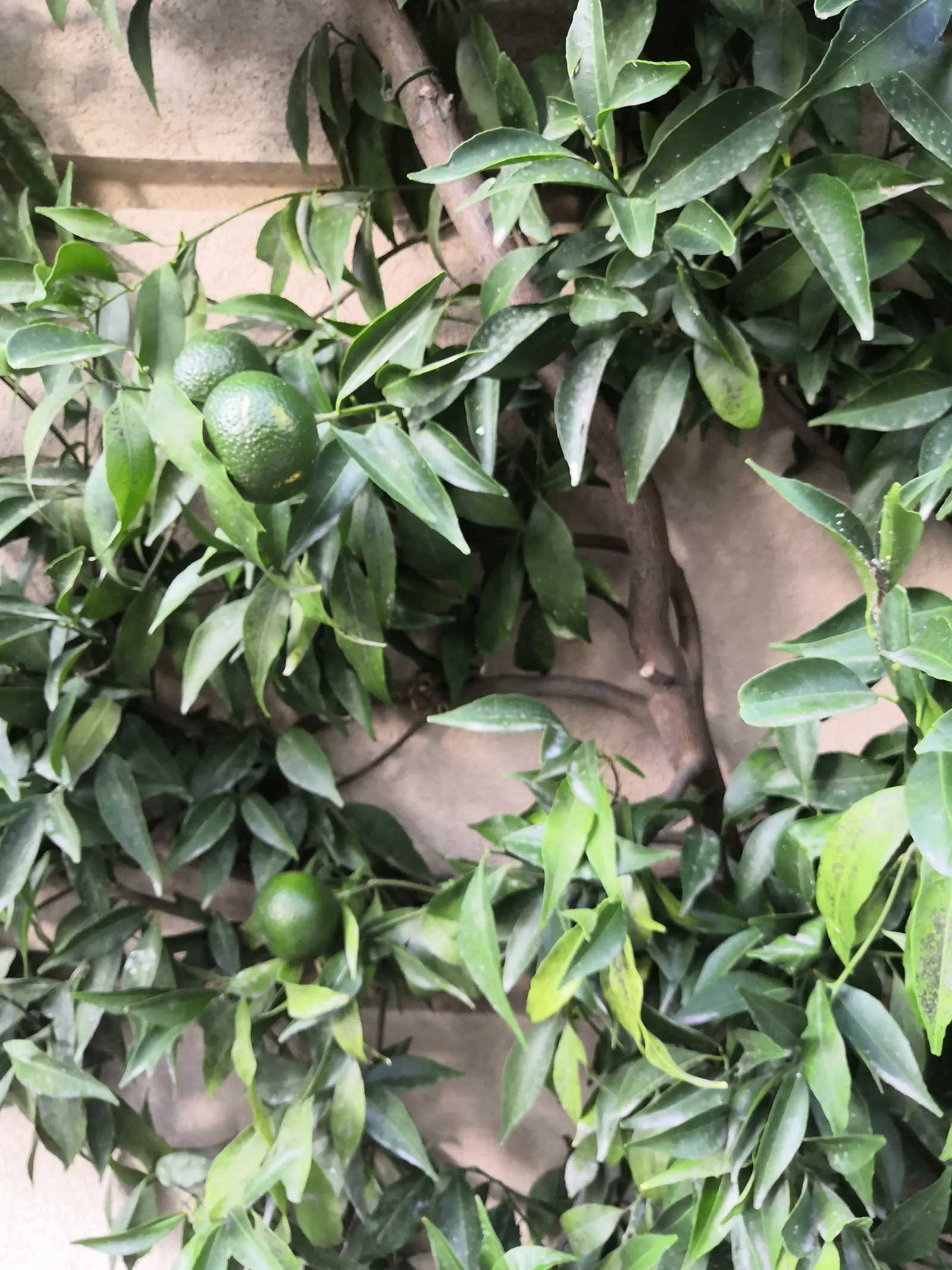 Gold Nugget Mandarin Orange (Citrus Reticulata 'Blanco') — The Gold Nugget Mandarin (Citrus reticulata 'Blanco') is a prized citrus tree esteemed for its