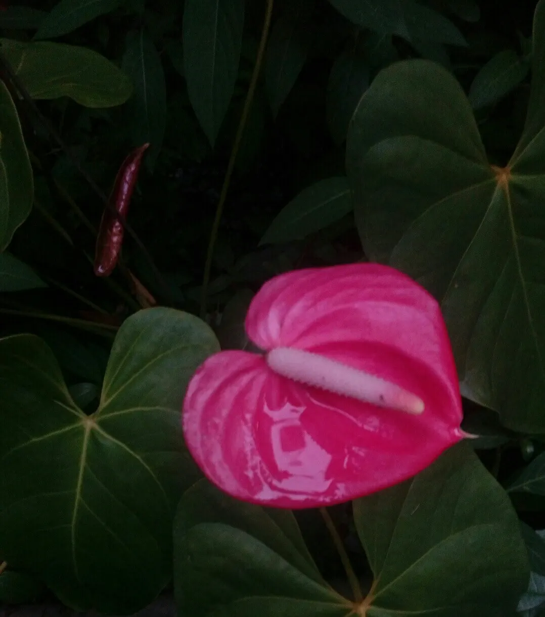 Flamingo Flower Plant (Anthurium Scherzerianum) — A well-draining soil mix rich in organic matter is ideal; waxy spathes which many mistake for, image 159