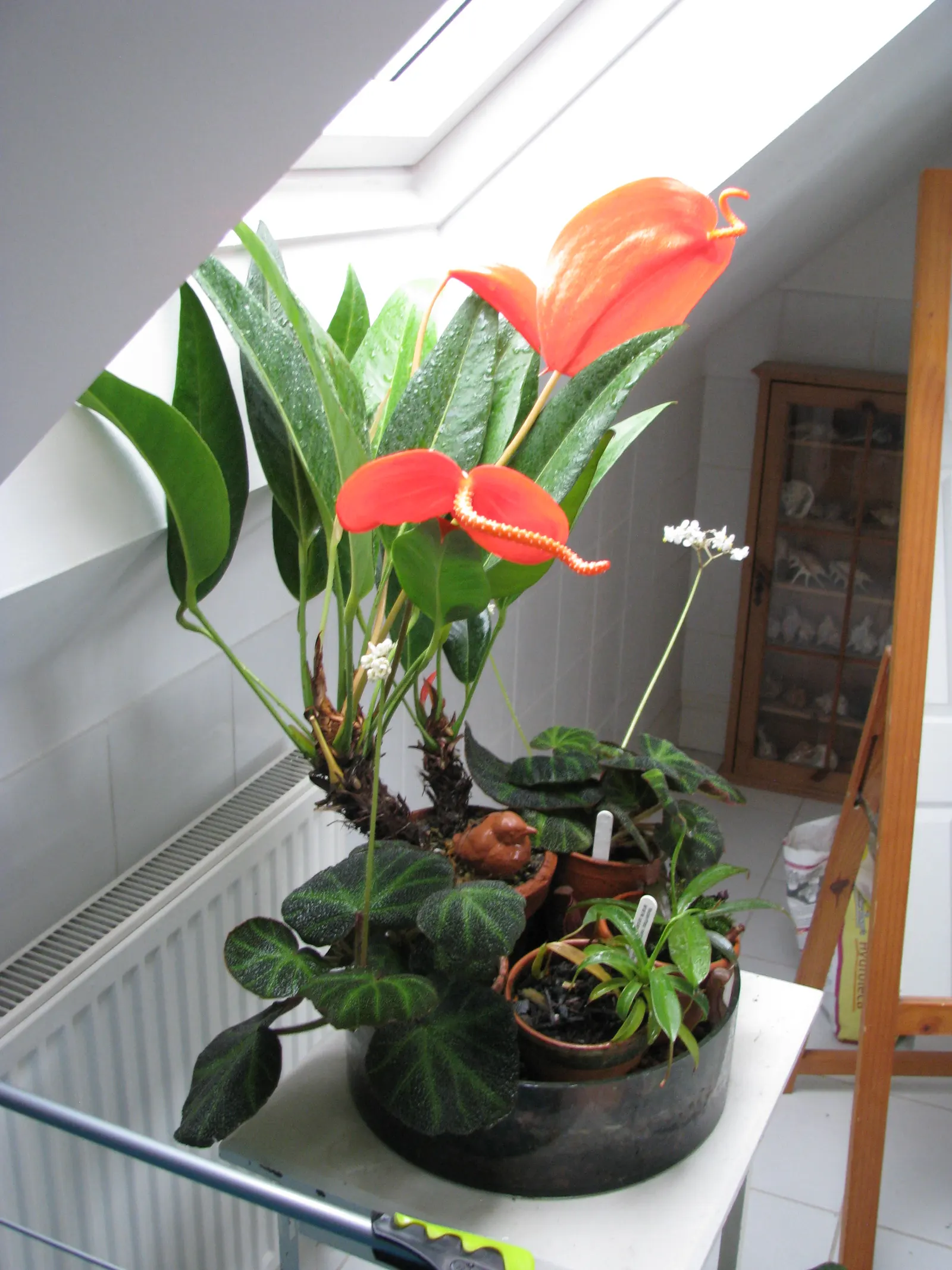 Flamingo Flower Plant (Anthurium Scherzerianum) — shrub with red blooms; which can lead to root rot