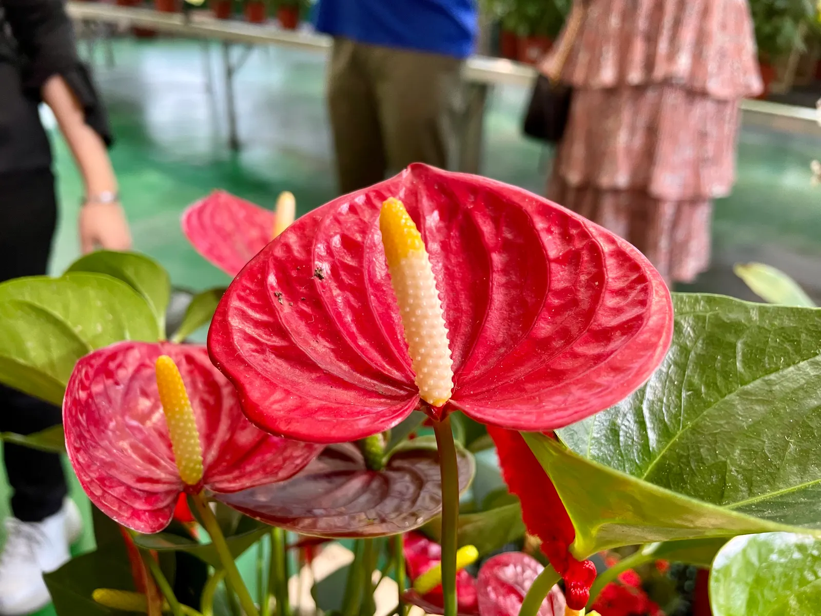 Flamingo Flower Plant (Anthurium Scherzerianum) — shrub with red blooms