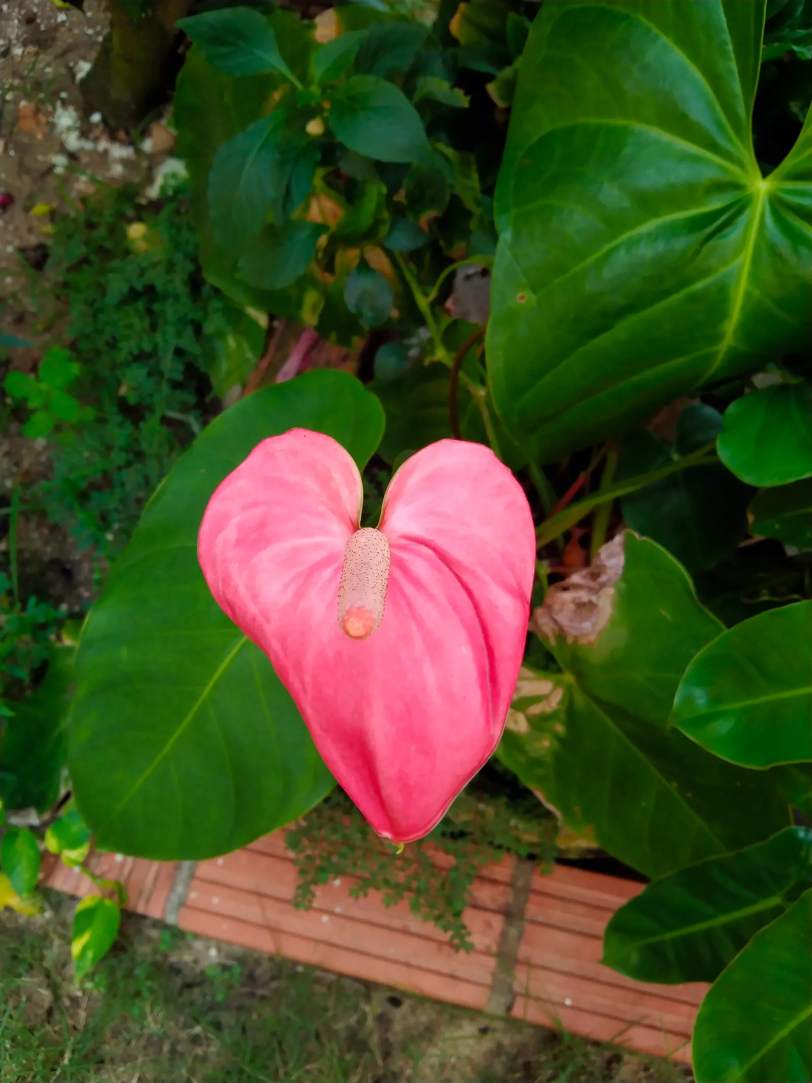 Flamingo Flower Plant (Anthurium Scherzerianum) — Preferring indirect light and high humidity, this striking plant reaches up to 1.5 feet in, image 147