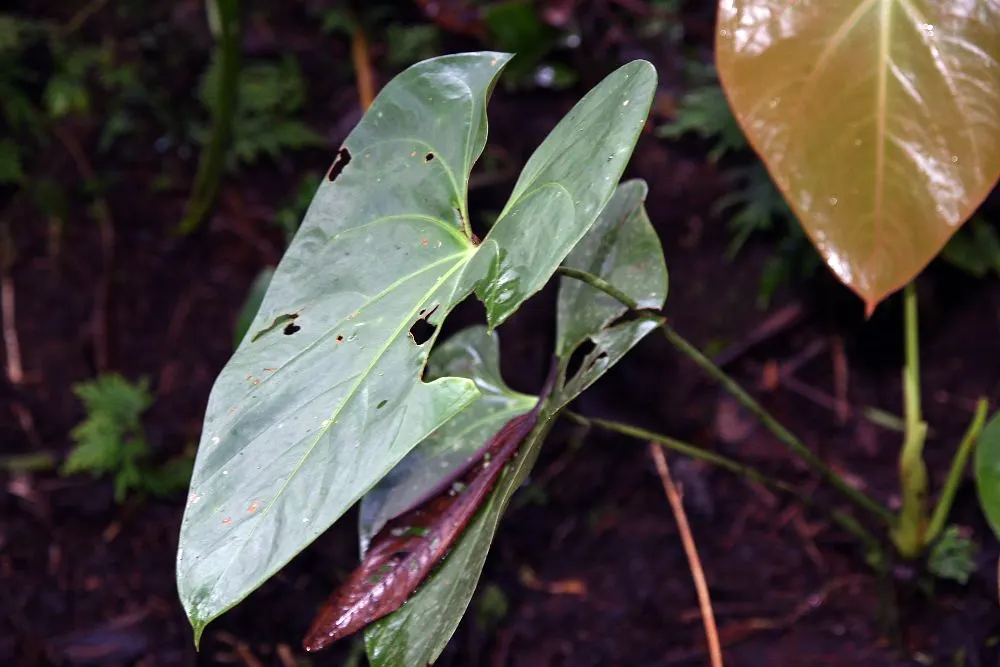 Flamingo Flower Plant (Anthurium Scherzerianum) — This plant flourishes at temperatures between 65°F and 80°F and appreciates high, image 136
