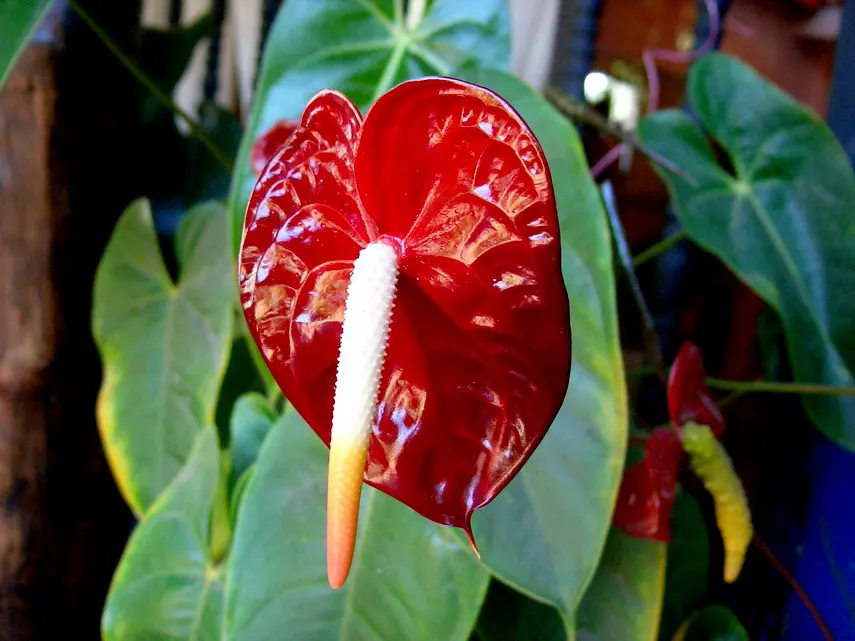 Flamingo Flower Plant (Anthurium Scherzerianum) — is a splendid choice for containers or as a lower tier plant in layered garden designs; which can, image 140