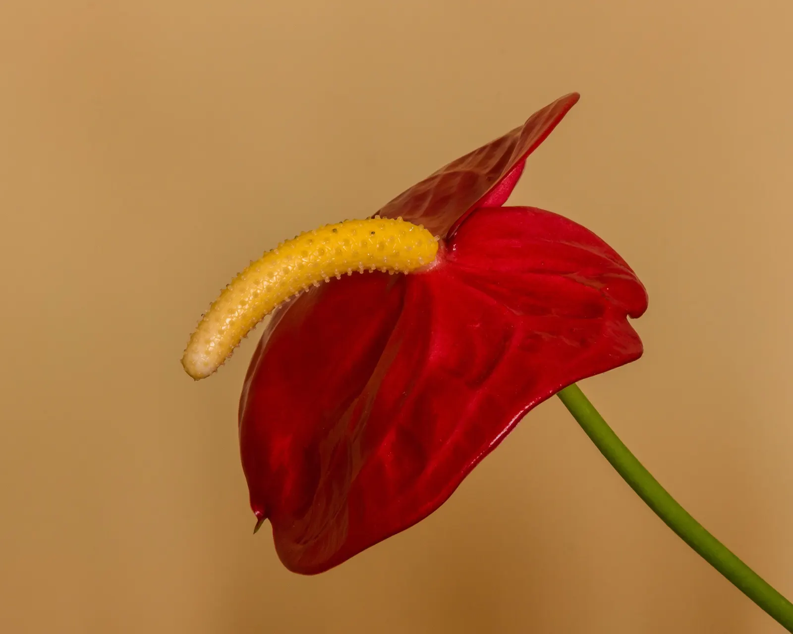 Flamingo Flower Plant (Anthurium Scherzerianum) — red flowers in the garden; these glossy spathes are typically a vivid red or orange and can span, image 118