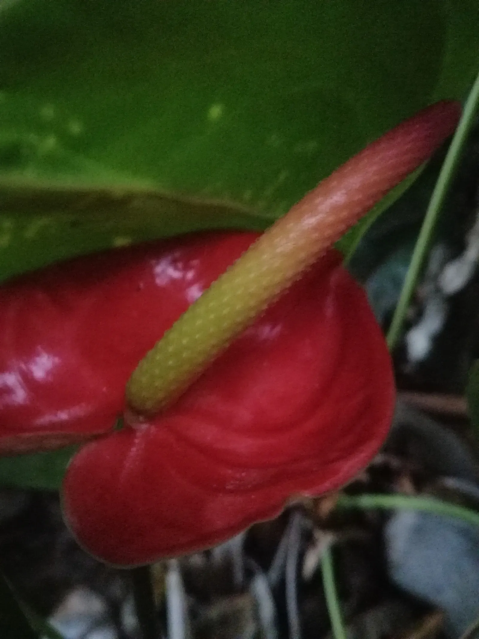 Flamingo Flower Plant (Anthurium Scherzerianum) — When integrating it into a landscape design, it's crucial to mimic its native humid environment, image 81