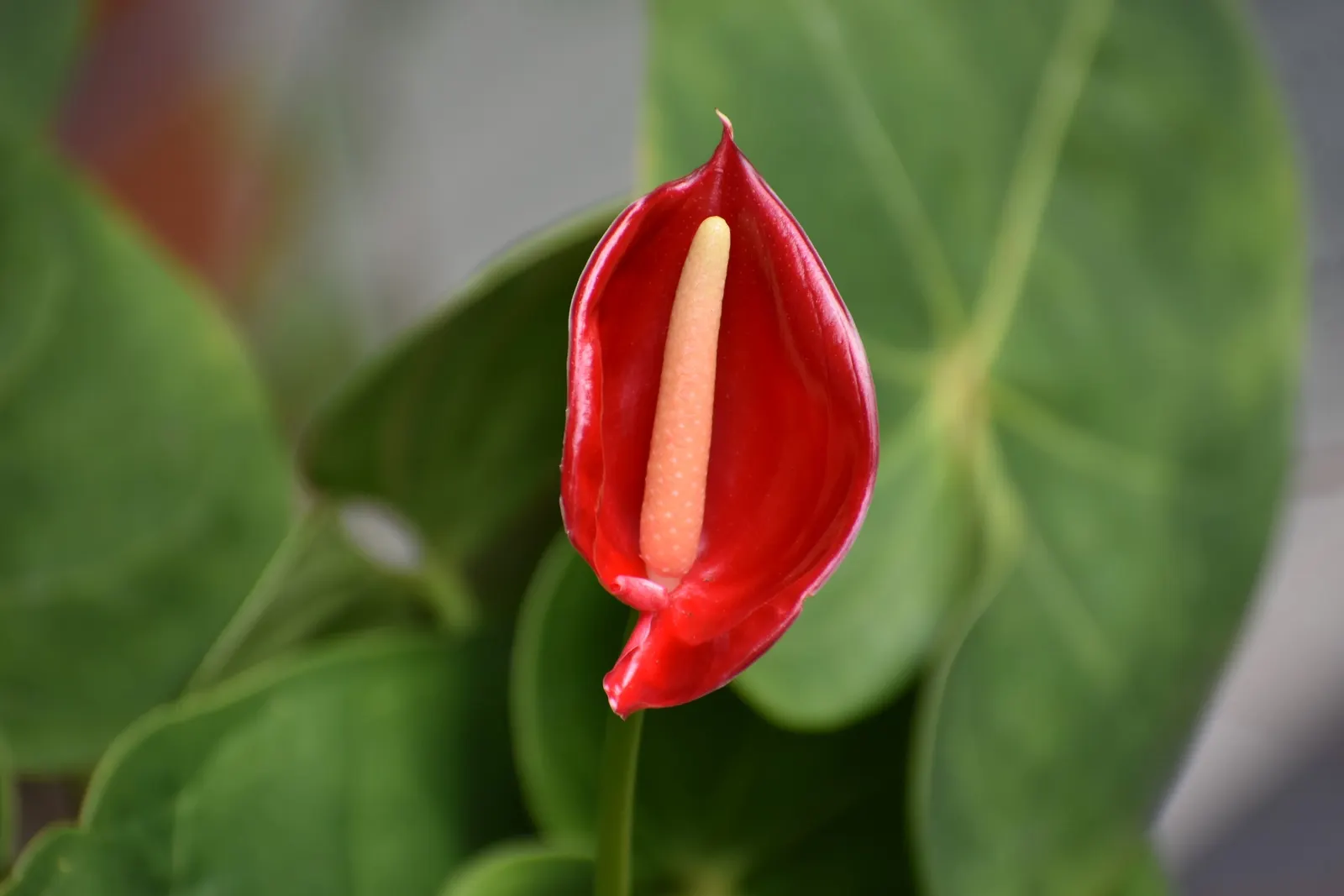 Flamingo Flower Plant (Anthurium Scherzerianum) — Direct sunlight can scorch its leaves; heart-shaped leaves spanning up to 8 inches and a, image 155