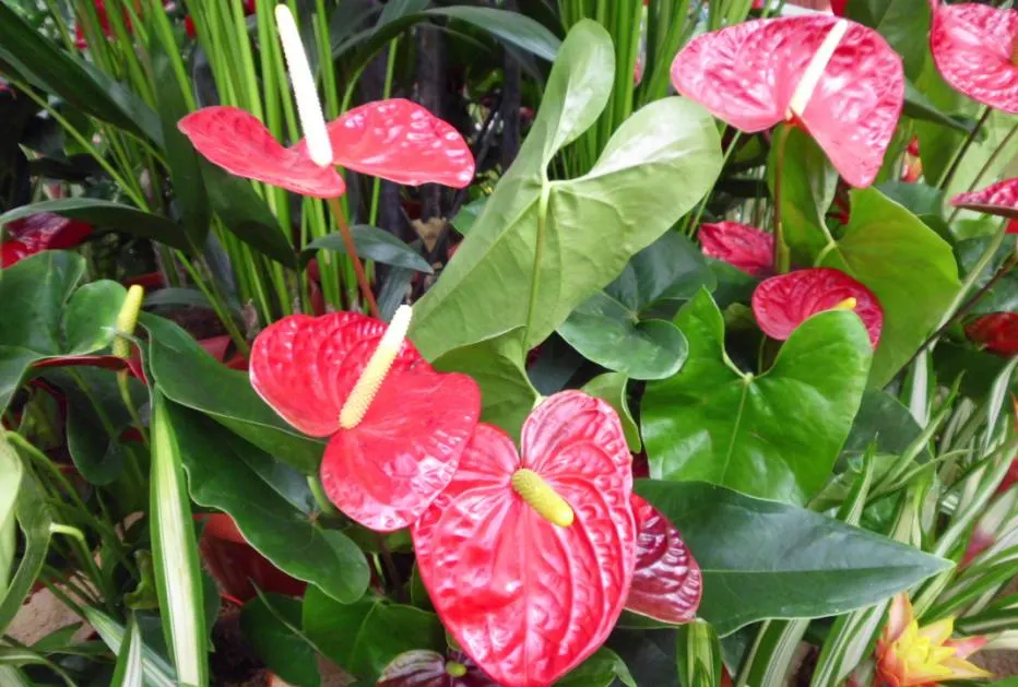 Flamingo Flower Plant (Anthurium Scherzerianum) — Flamingo Flower (Anthurium scherzerianum), a vibrant evergreen perennial, thrives in USDA zones, image 49