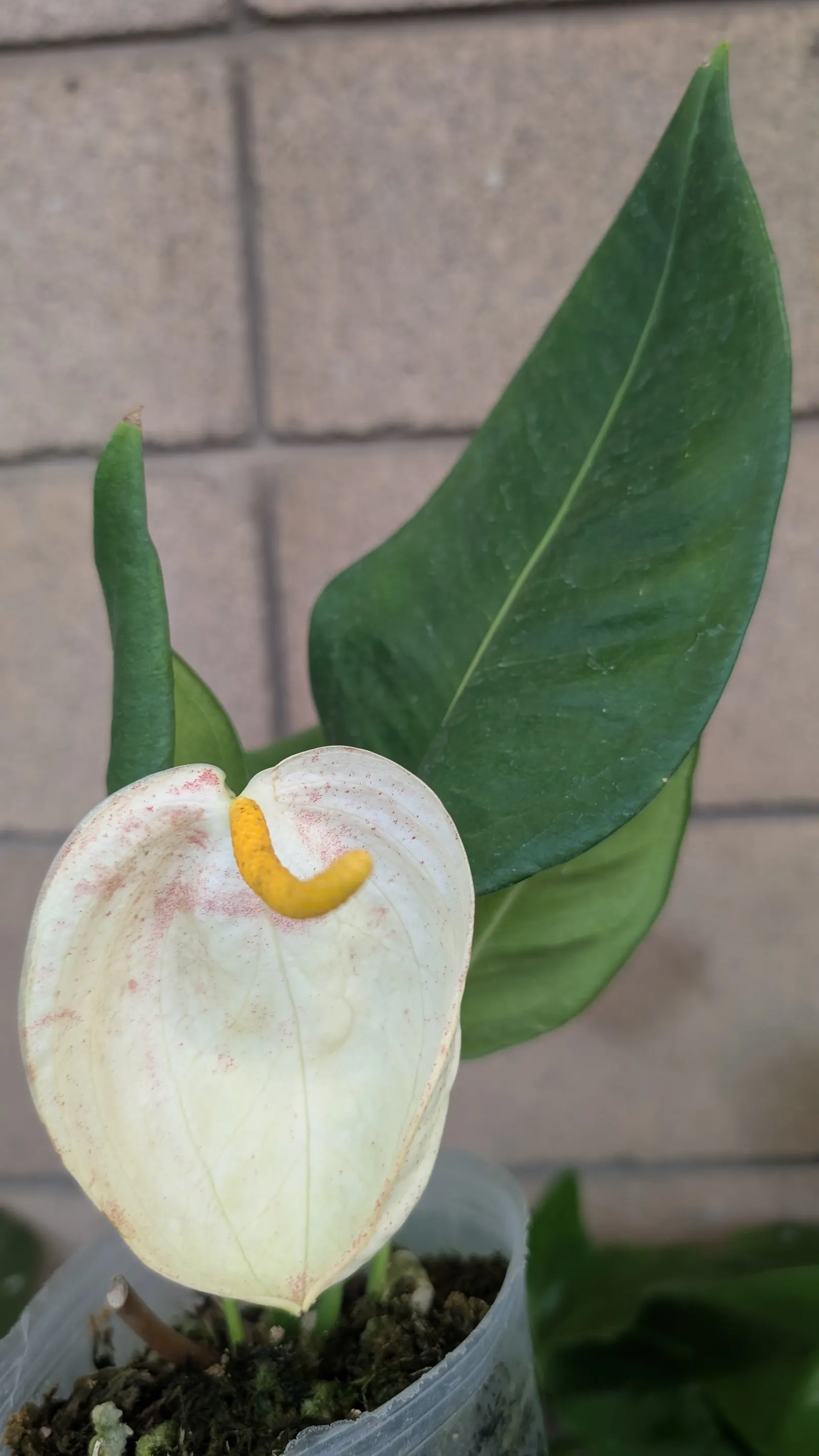 Flamingo Flower Plant (Anthurium Scherzerianum) — which can lead to root rot; shrub with red blooms