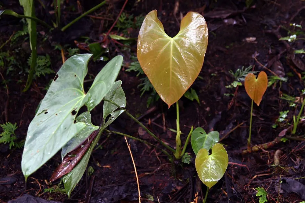 Flamingo Flower Plant (Anthurium Scherzerianum) — With its year-round blossoming, it provides a continuous pop of color and exotic flair; shrub for, image 117