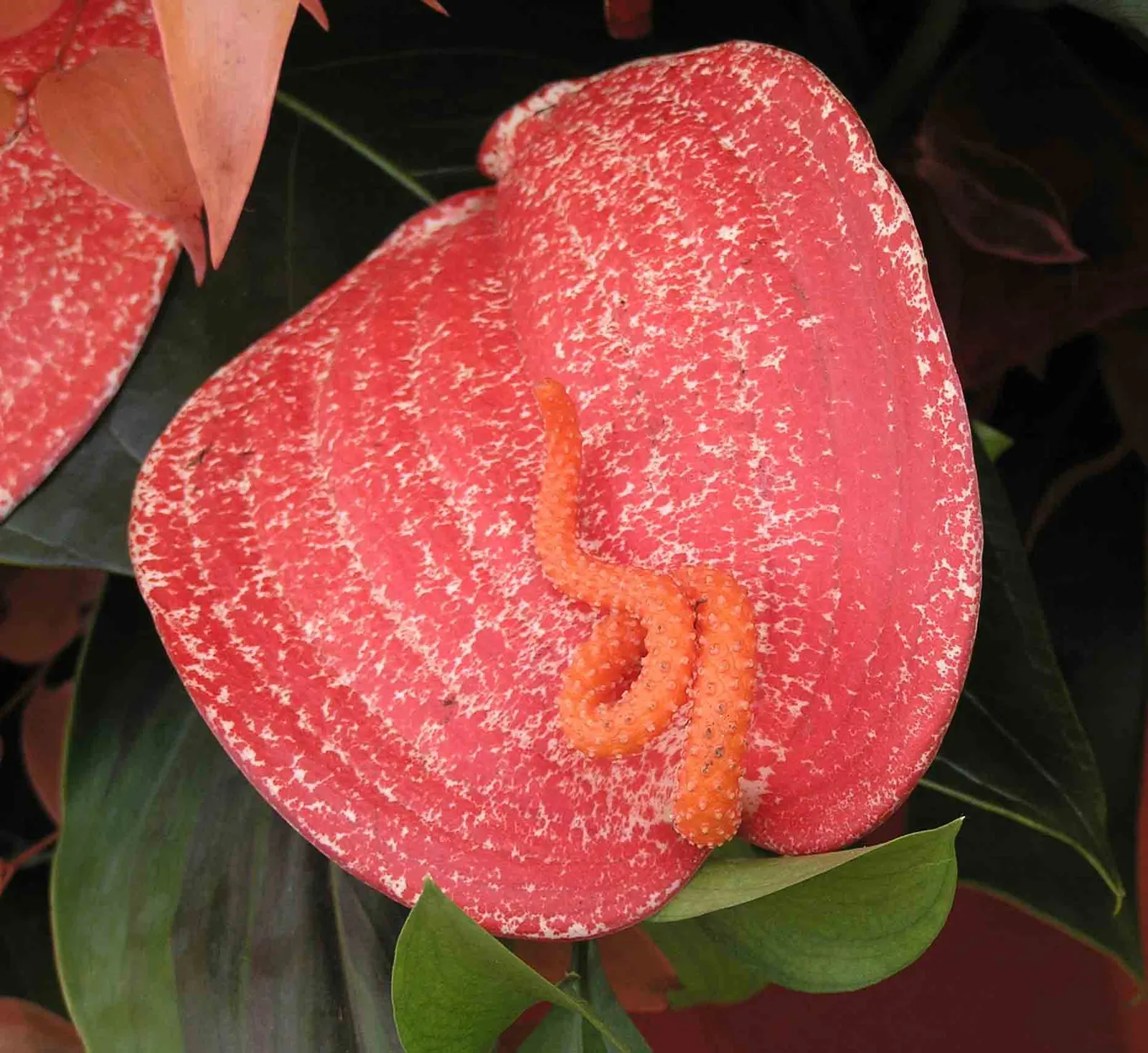 Flamingo Flower Plant (Anthurium Scherzerianum) — shrub with red blooms; which can lead to root rot, image 95