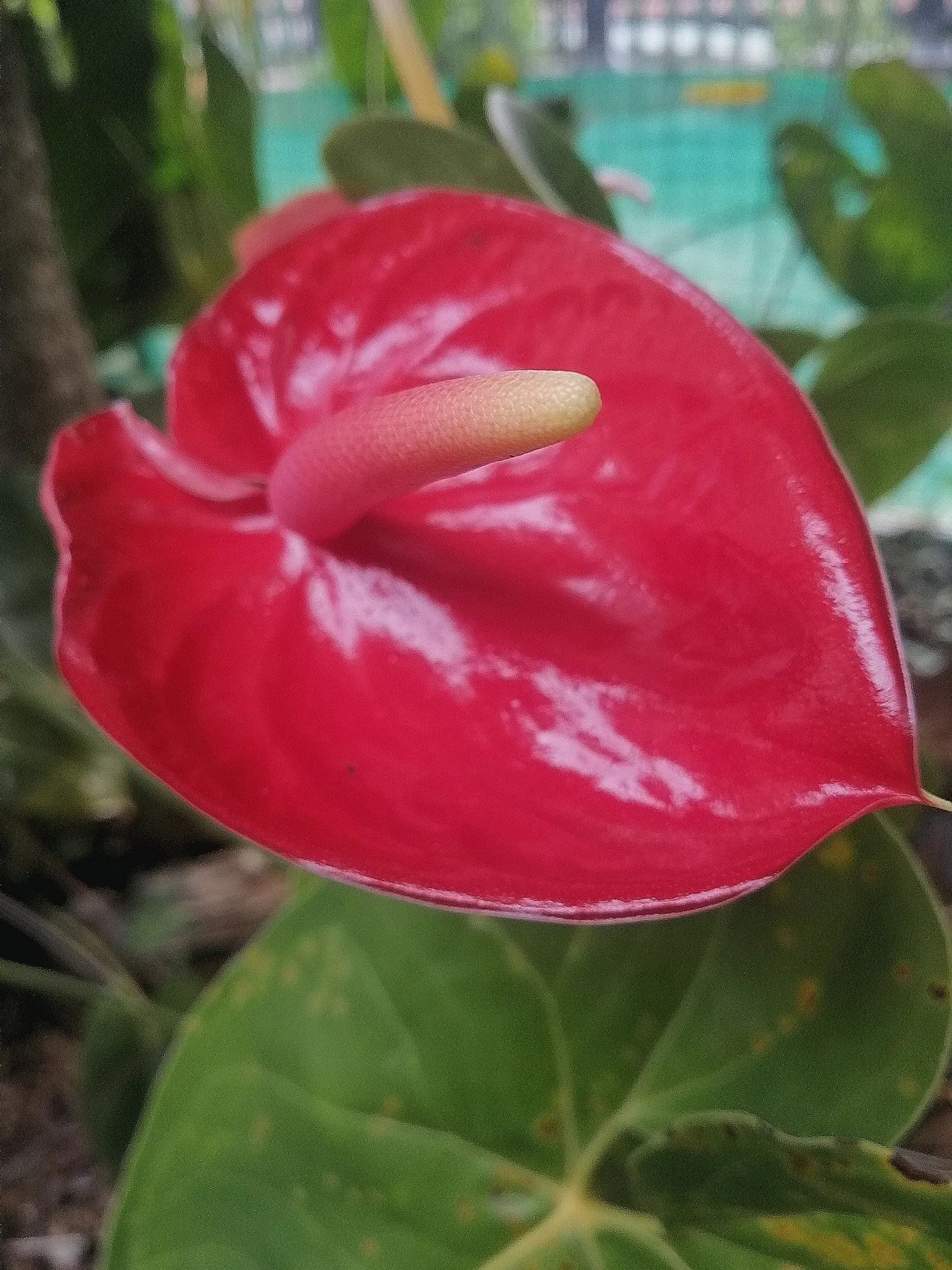 Flamingo Flower Plant (Anthurium Scherzerianum) — which can lead to root rot; shrub with red blooms, image 62