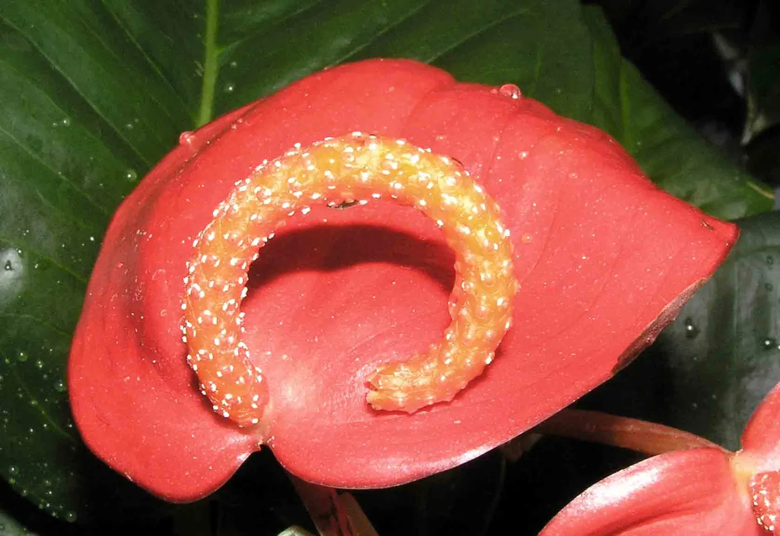 Flamingo Flower Plant (Anthurium Scherzerianum) — maintain a consistent soil moisture level but avoid waterlogging; this plant flourishes at temperatures