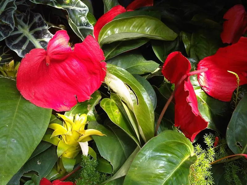 Flamingo Flower Plant (Anthurium Scherzerianum) — When integrating it into a landscape design, it's crucial to mimic its native humid environment, image 129