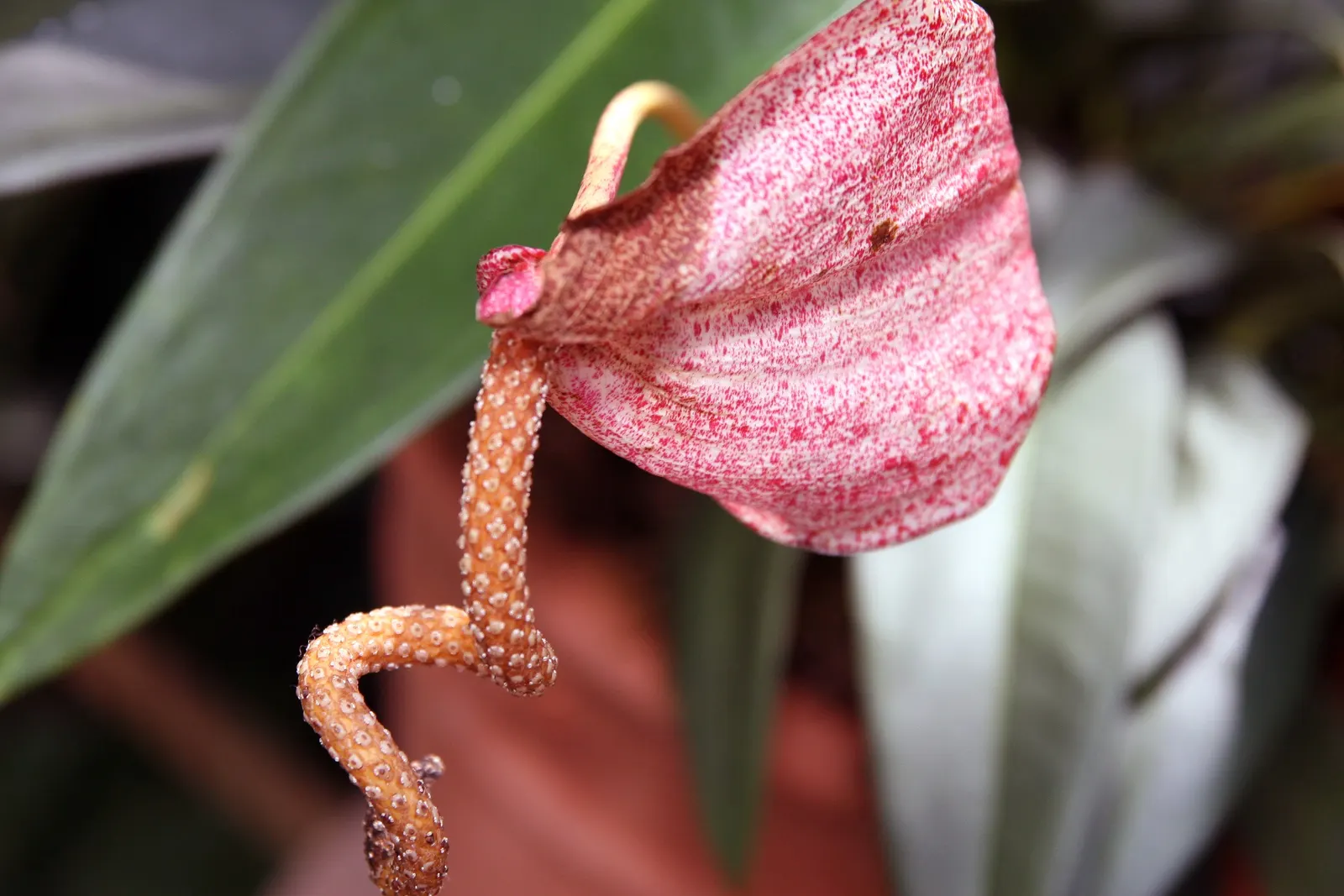 Flamingo Flower Plant (Anthurium Scherzerianum) — waxy spathes which many mistake for flowers; a well-draining soil mix rich in organic matter is, image 150