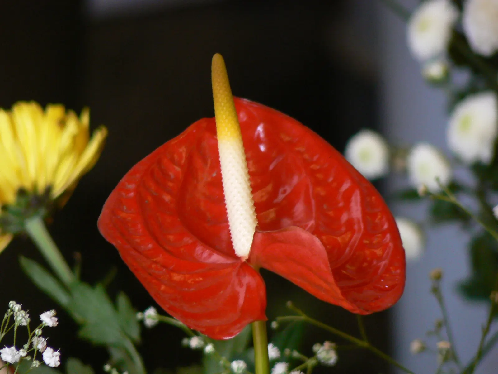 Flamingo Flower Plant (Anthurium Scherzerianum) — This plant flourishes at temperatures between 65&deg;F and 80&deg;F and appreciates high humidity; maintain a