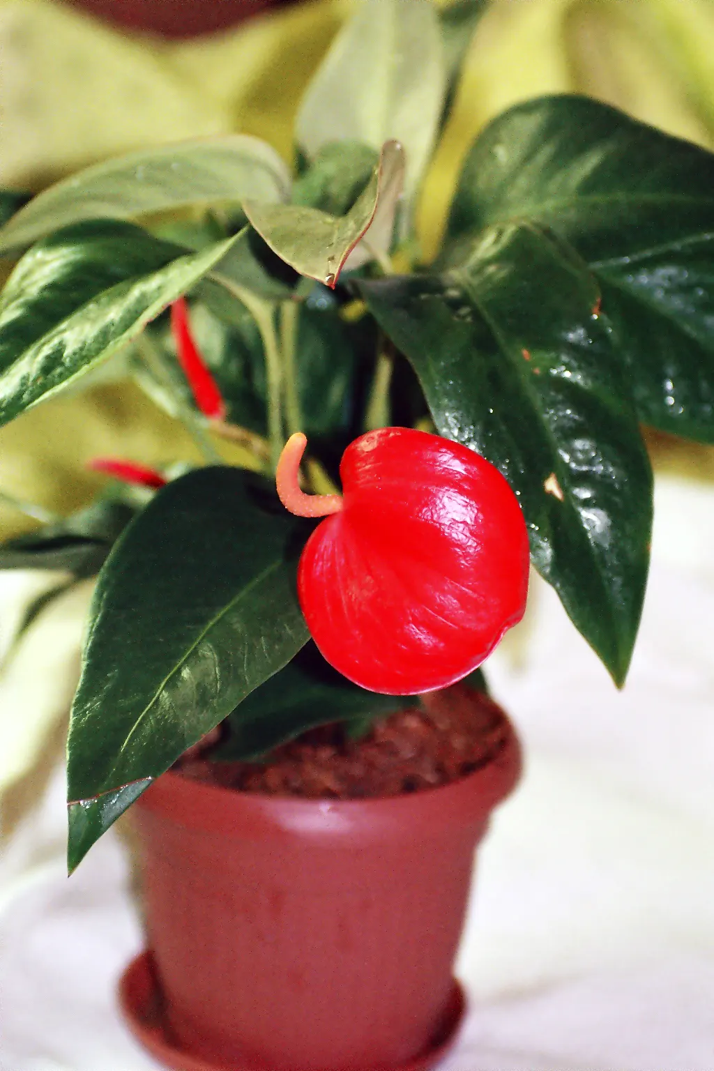 Flamingo Flower Plant (Anthurium Scherzerianum) — reaching only about 12 to 18 inches in height; it requires a shaded area that receives bright, image 67