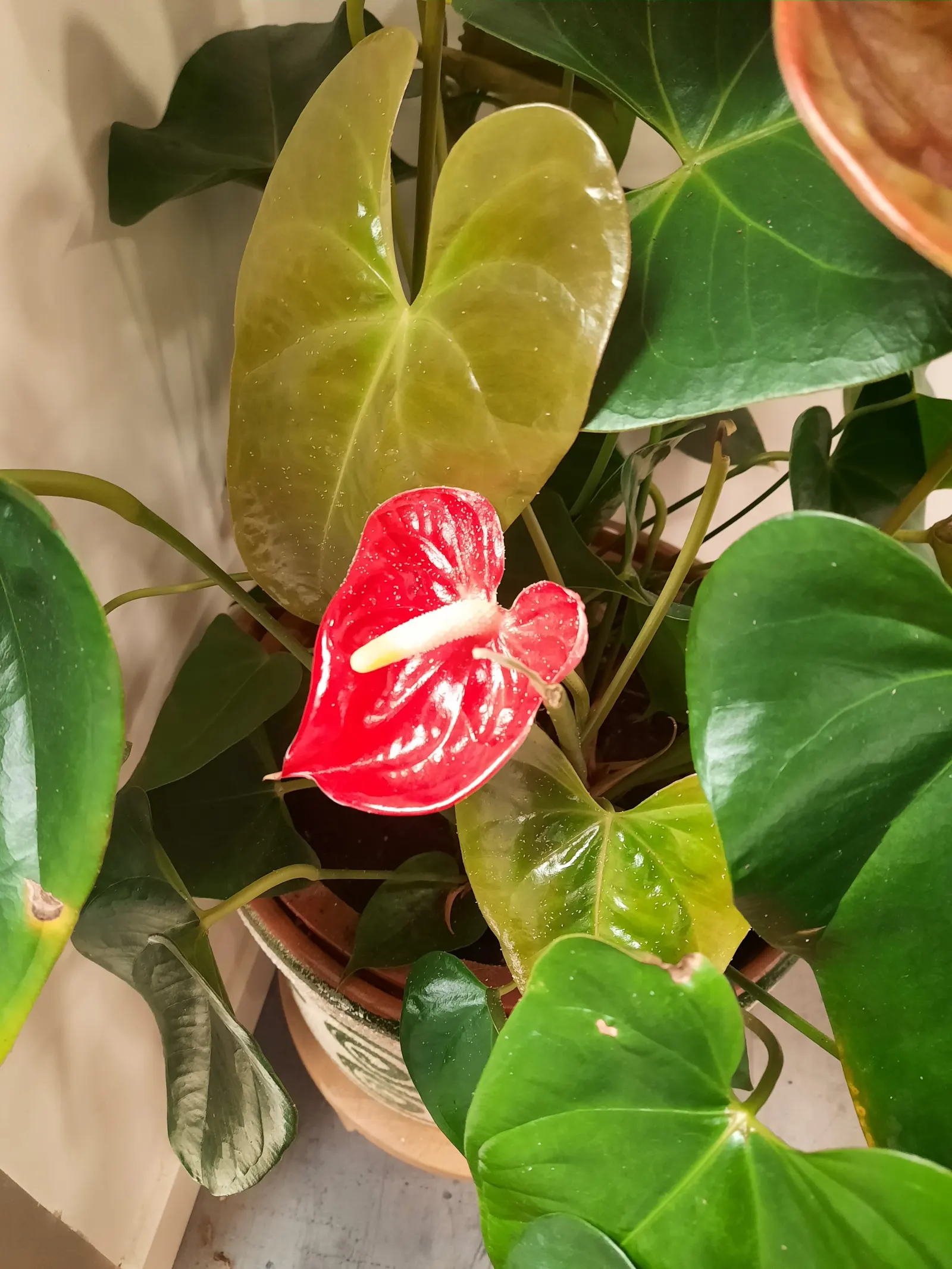 Flamingo Flower Plant (Anthurium Scherzerianum) — is a splendid choice for containers or as a lower tier plant in layered garden designs