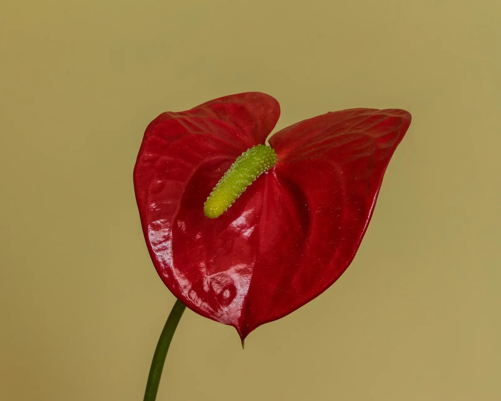 Flamingo Flower Plant (Anthurium Scherzerianum) — Ideal for tropical-themed designs or as an indoor accent
