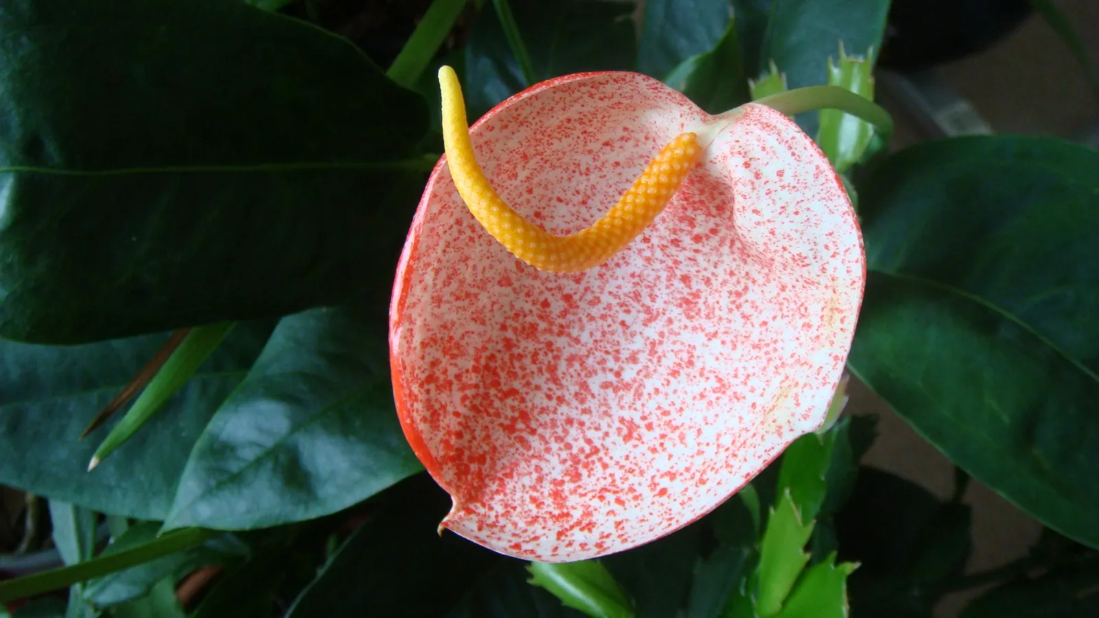 Flamingo Flower Plant (Anthurium Scherzerianum) — which can be increased by placing the pot on a tray filled with water and pebbles; is a splendid, image 89