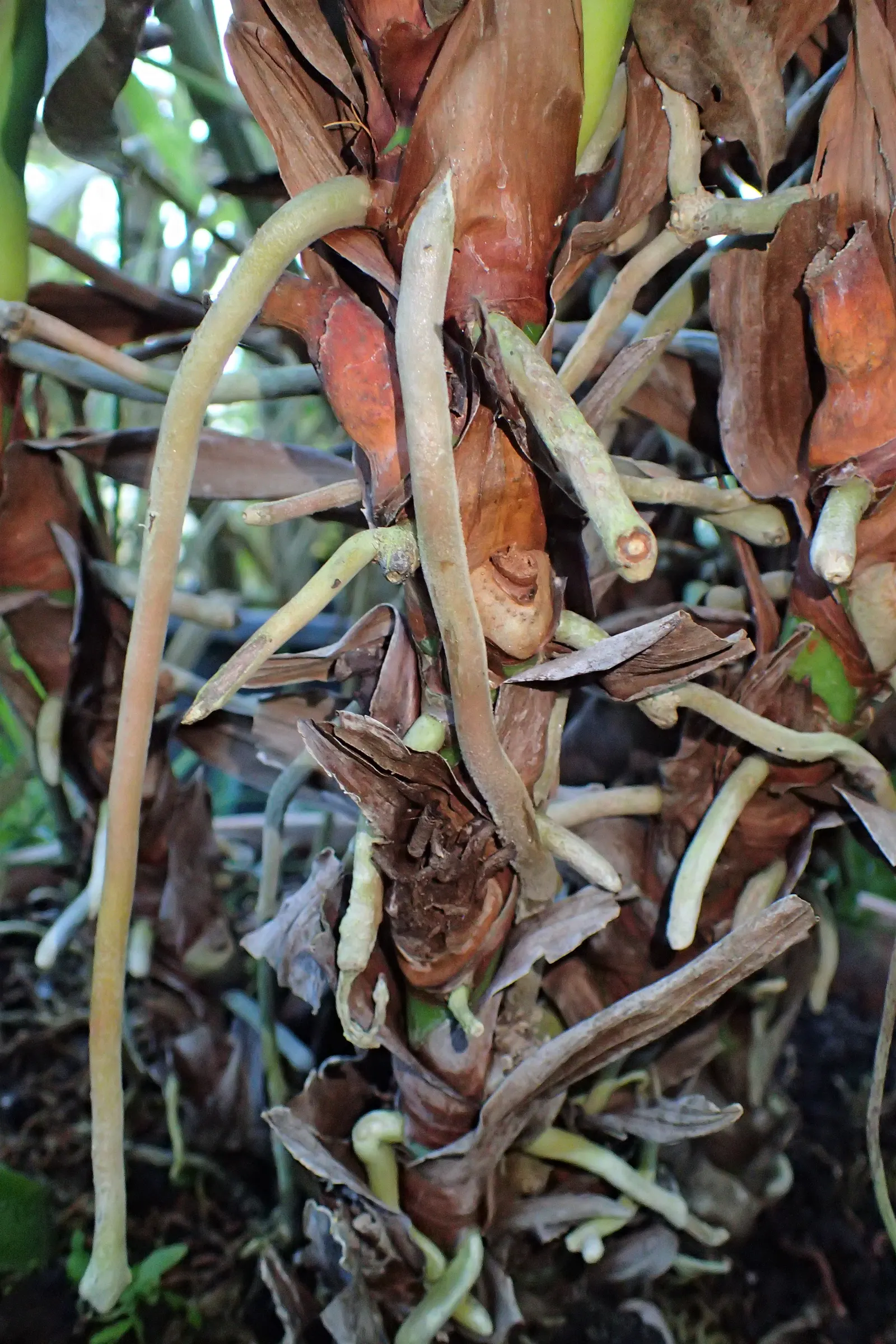 Flamingo Flower Plant (Anthurium Scherzerianum) — which can be increased by placing the pot on a tray filled with water and pebbles; is a splendid, image 137