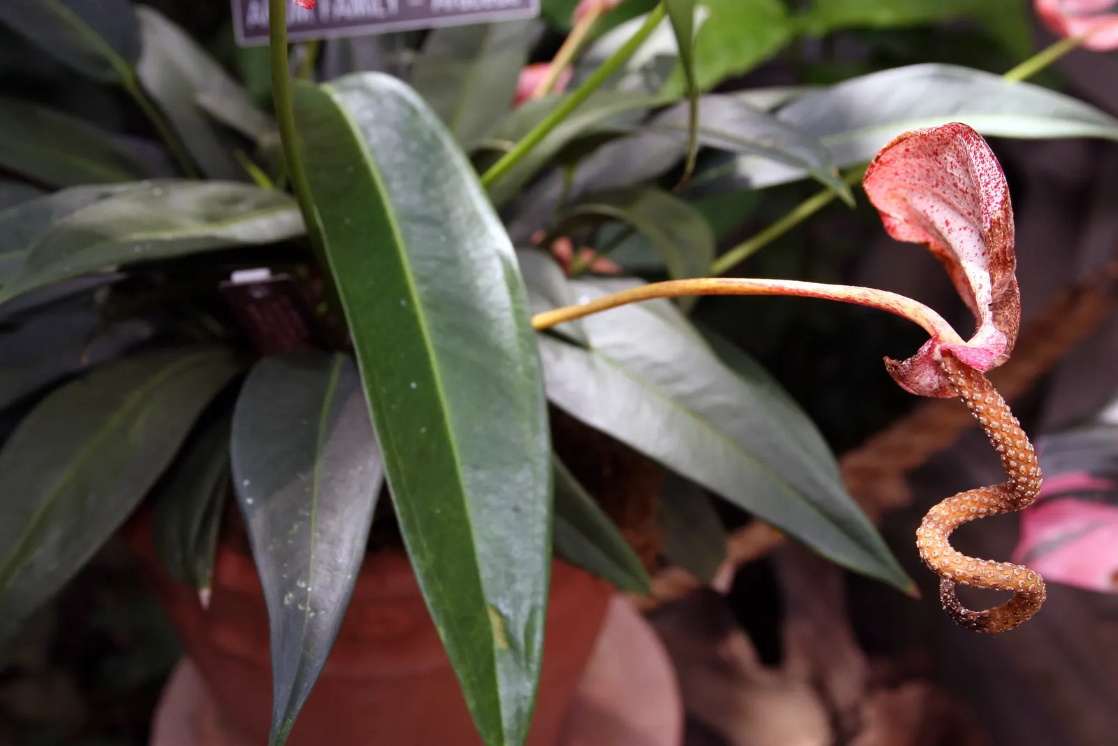 Flamingo Flower Plant (Anthurium Scherzerianum) — while too little light diminishes bloom production.<br><br>For optimal growth; when integrating, image 84