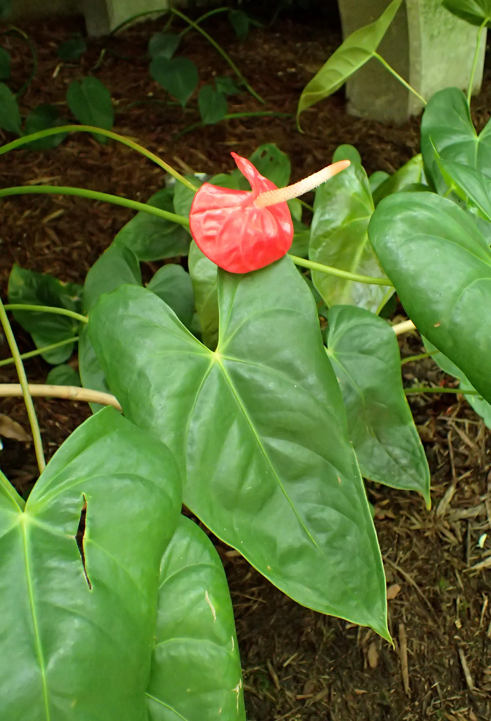 Flamingo Flower Plant (Anthurium Scherzerianum) — heart-shaped leaves spanning up to 8 inches and a characteristic curled spadix enveloped by a, image 50