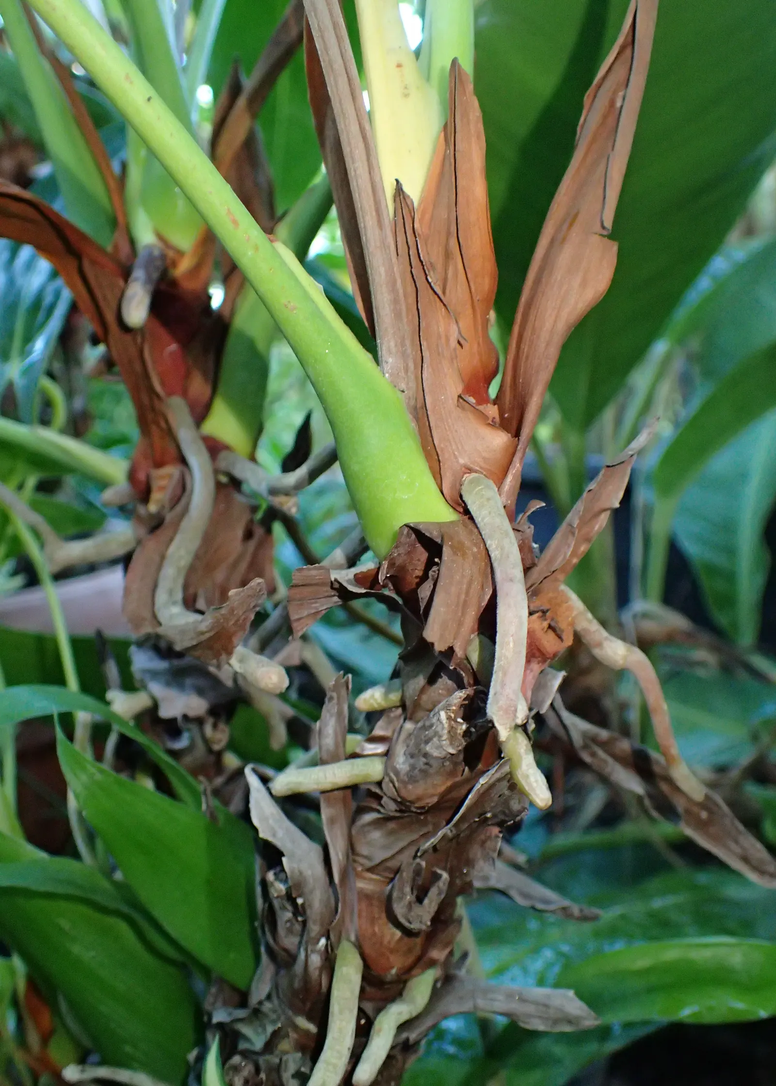 Flamingo Flower Plant (Anthurium Scherzerianum) — which can lead to root rot; shrub with red blooms, image 158