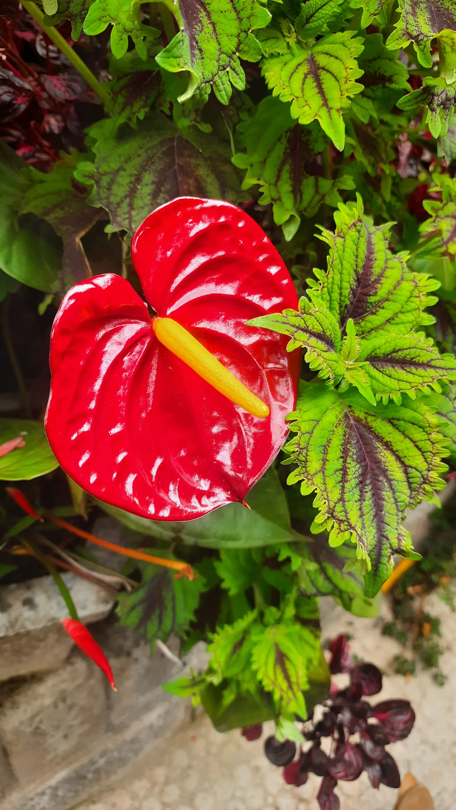 Flamingo Flower Plant (Anthurium Scherzerianum) — It requires a shaded area that receives bright, indirect light; reaching only about 12 to 18, image 106
