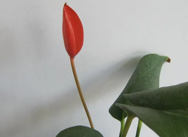 Flamingo Flower Plant (Anthurium Scherzerianum) — ensuring that the bottom of the pot is not submerged.<br><br>The Flamingo Flower