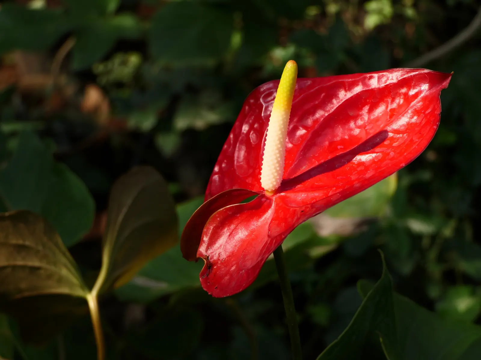 Flamingo Flower Plant (Anthurium Scherzerianum) — is a splendid choice for containers or as a lower tier plant in layered garden designs; which can, image 164