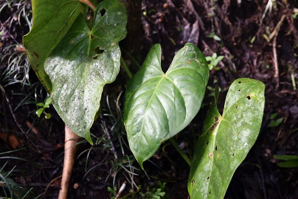 Flamingo Flower Plant (Anthurium Scherzerianum) — Preferring indirect light and high humidity, this striking plant reaches up to 1.5 feet in, image 75