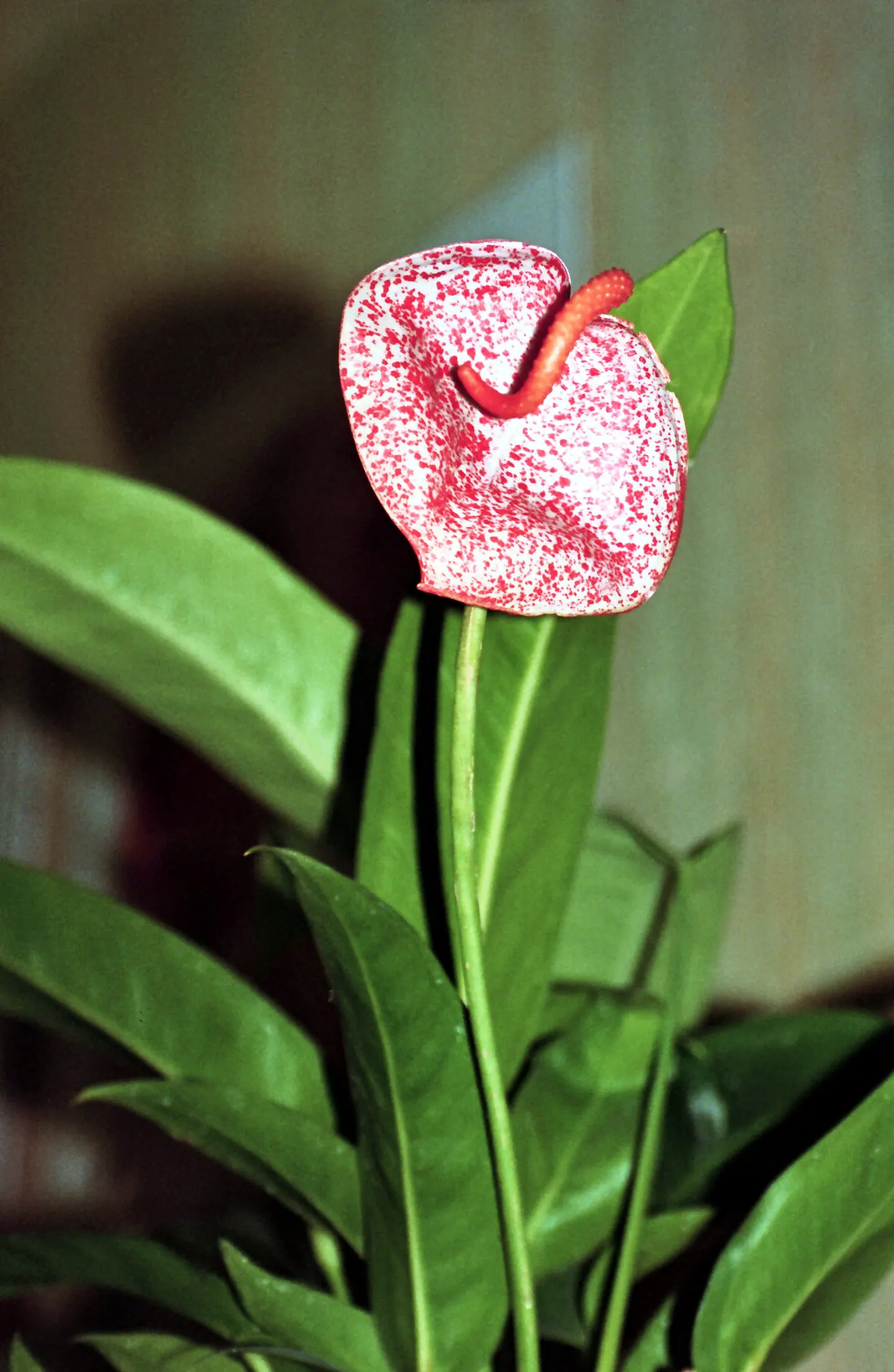 Flamingo Flower Plant (Anthurium Scherzerianum) — waxy spathes which many mistake for flowers; a well-draining soil mix rich in organic matter is, image 126