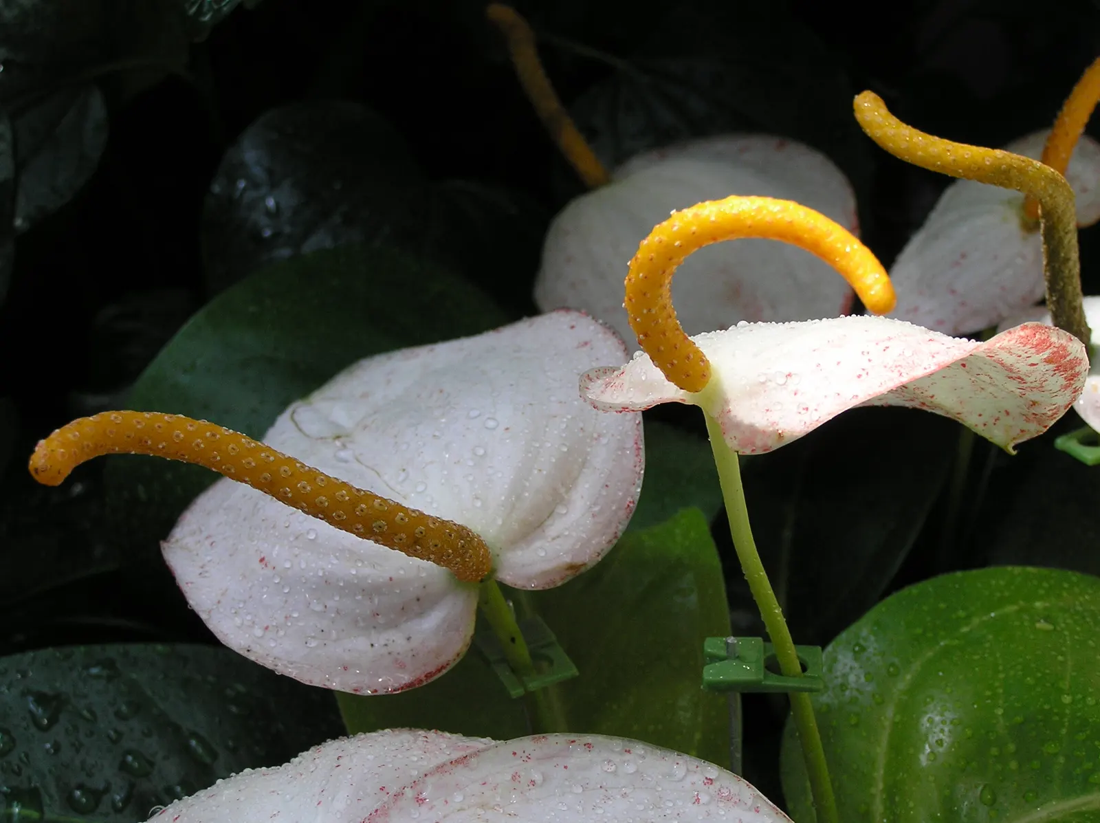 Flamingo Flower Plant (Anthurium Scherzerianum) — Ideal for tropical-themed designs or as an indoor accent; flamingo Flower (Anthurium scherzerianum), a