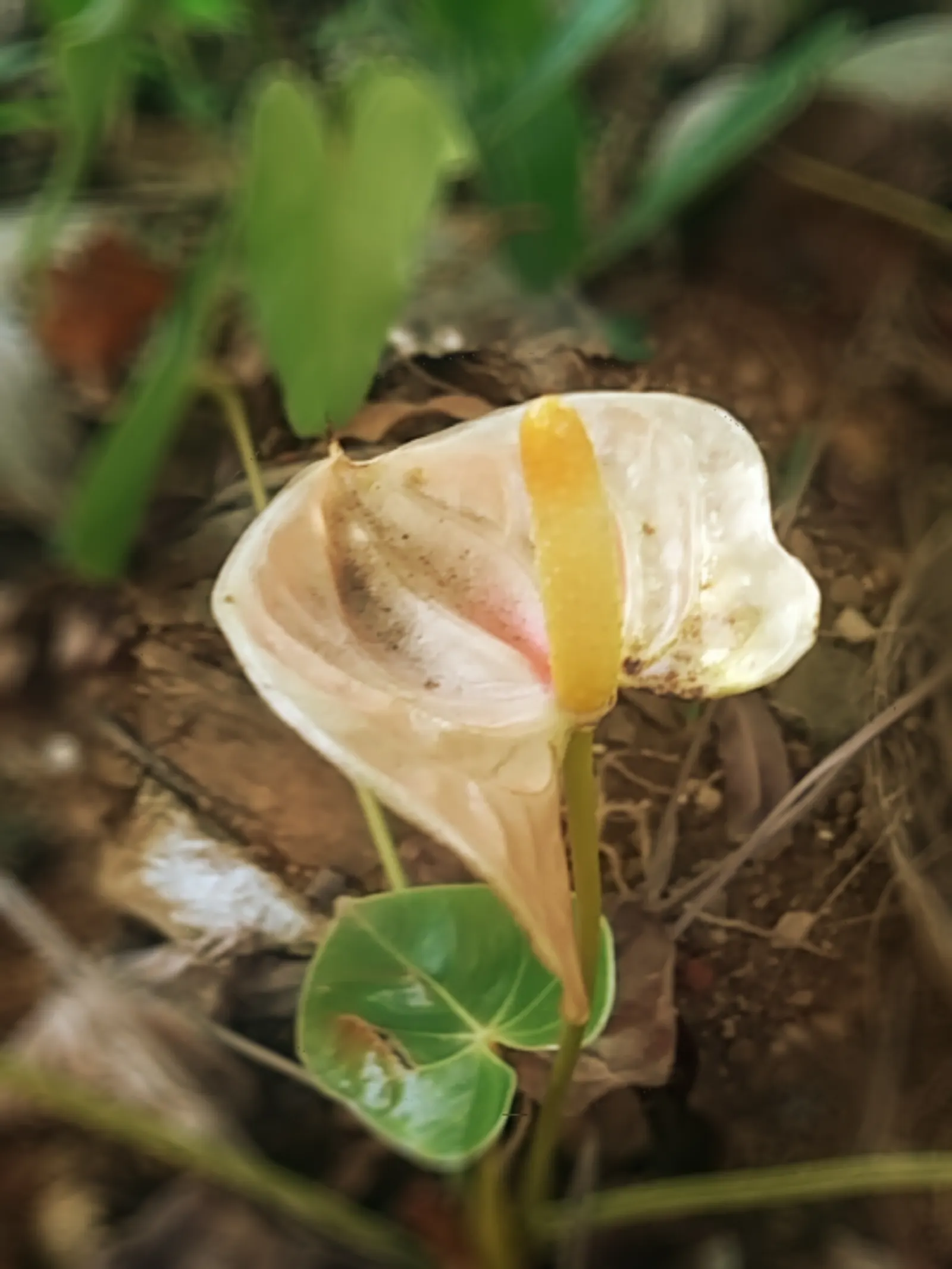 Flamingo Flower Plant (Anthurium Scherzerianum) — heart-shaped leaves spanning up to 8 inches and a characteristic curled spadix enveloped by a, image 74