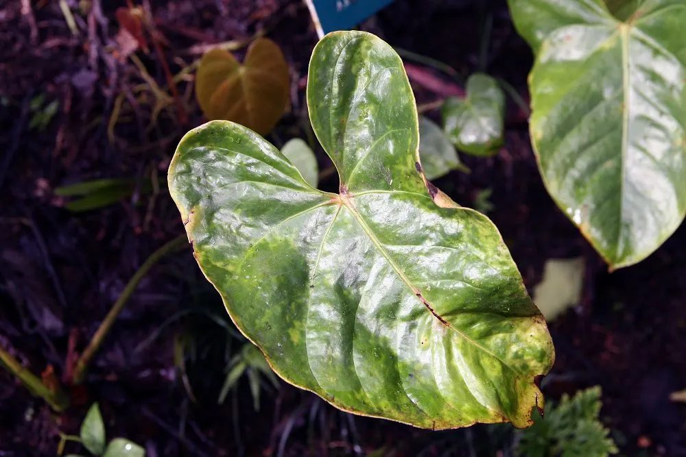 Flamingo Flower Plant (Anthurium Scherzerianum) — Preferring indirect light and high humidity, this striking plant reaches up to 1.5 feet in, image 171
