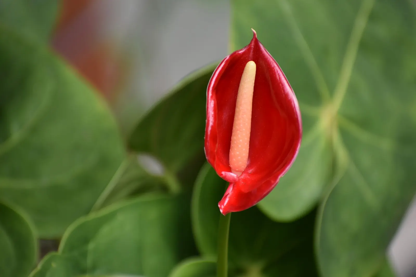 Flamingo Flower Plant (Anthurium Scherzerianum) — Ideal for tropical-themed designs or as an indoor accent; flamingo Flower (Anthurium, image 148