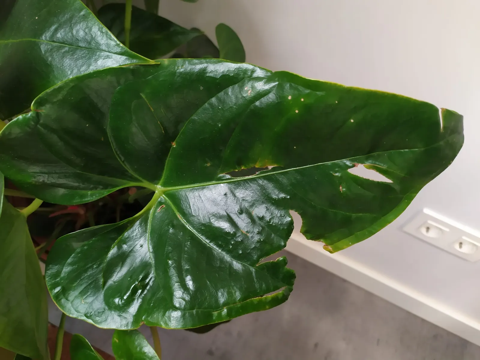 Flamingo Flower Plant (Anthurium Scherzerianum) — These glossy spathes are typically a vivid red or orange and can span up to 6 inches long