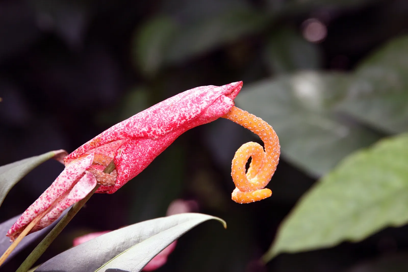 Flamingo Flower Plant (Anthurium Scherzerianum) — while too little light diminishes bloom production.<br><br>For optimal growth; when integrating, image 156